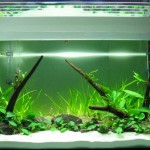 Aqua Pascal vd Nieuwegiessen